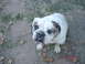 Bandit - Feb 1999-Dec 2008
